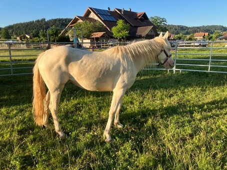 Eine junge Quarter Horse Stute (drei Jahren «roh») ist aus einer gemischten Herde im 2022 zu mir gekommen.